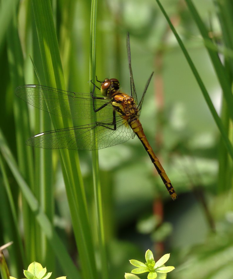 photo "***" tags: nature, insect