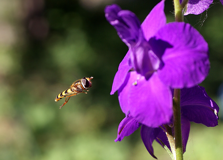 photo "макро,полет,цветы" tags: macro and close-up, nature, insect