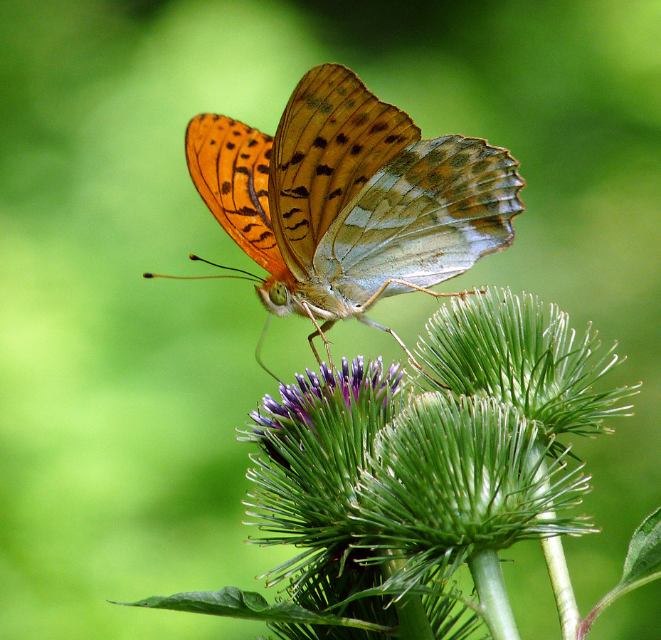 фото "Argynnis paphia" метки: природа, насекомое