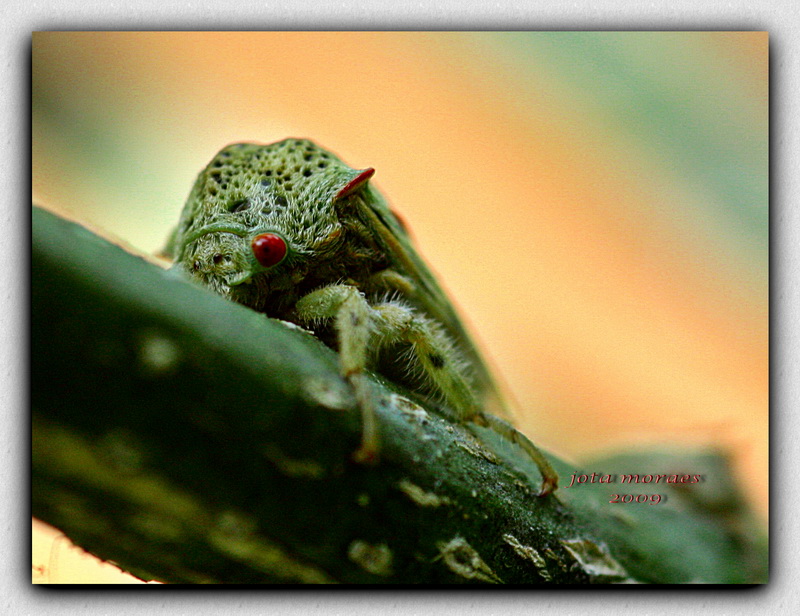 photo "Pulgao de olhos vermelhos" tags: nature, macro and close-up, insect