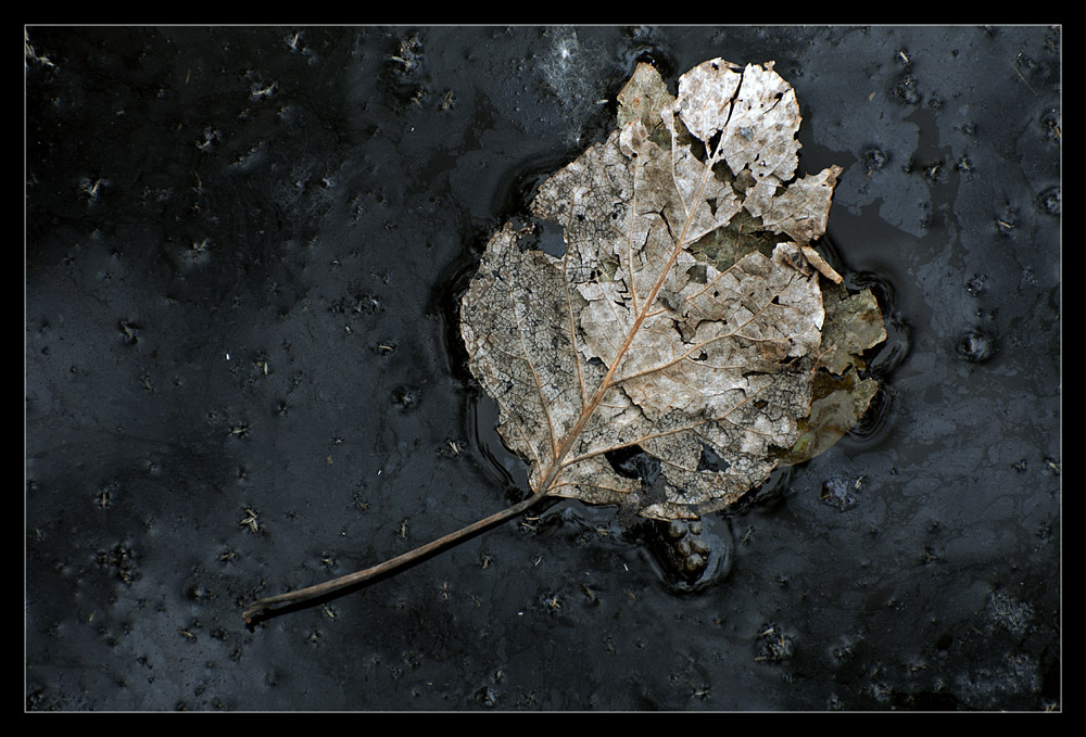 photo "Decay" tags: still life, nature, flowers