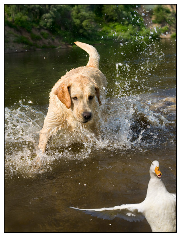 photo "The first hunting" tags: nature, pets/farm animals