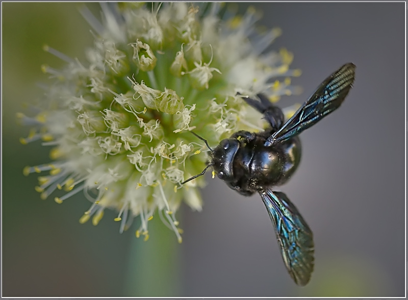 photo "***" tags: nature, flowers, insect