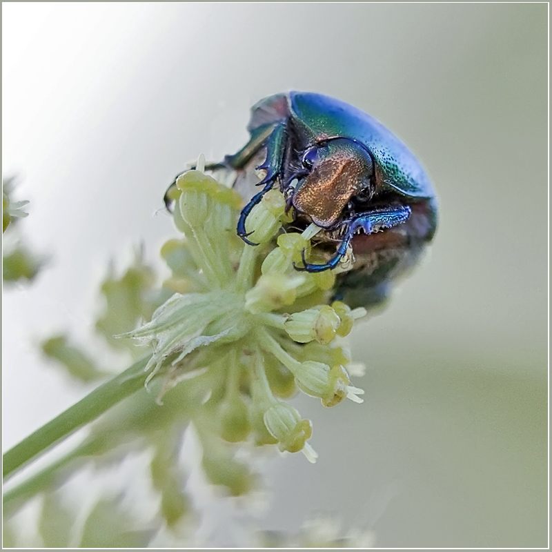 photo "***" tags: nature, macro and close-up, insect