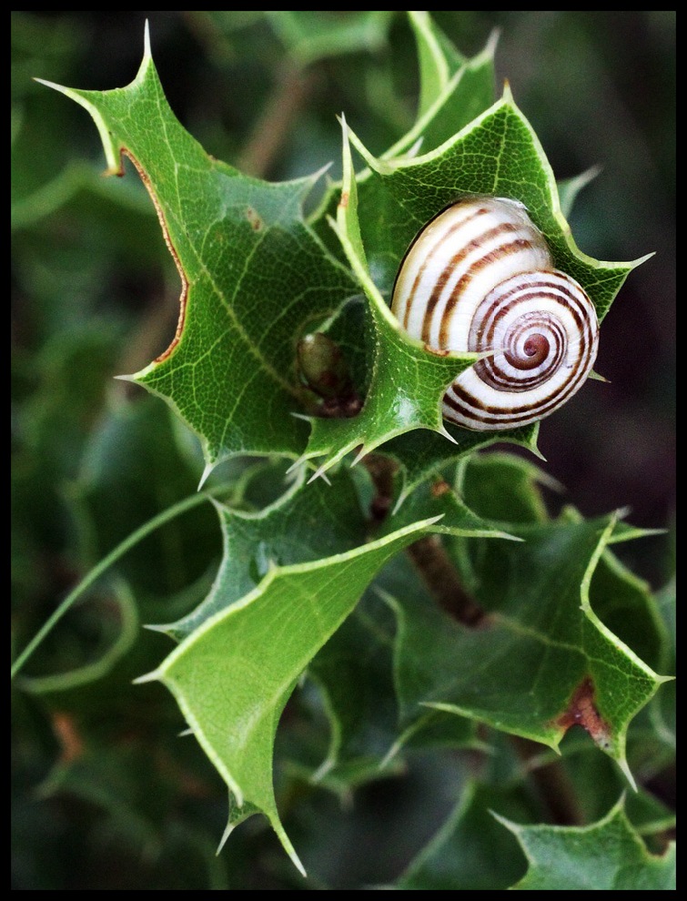 photo "Evoluta and Evolventa" tags: nature, macro and close-up, insect