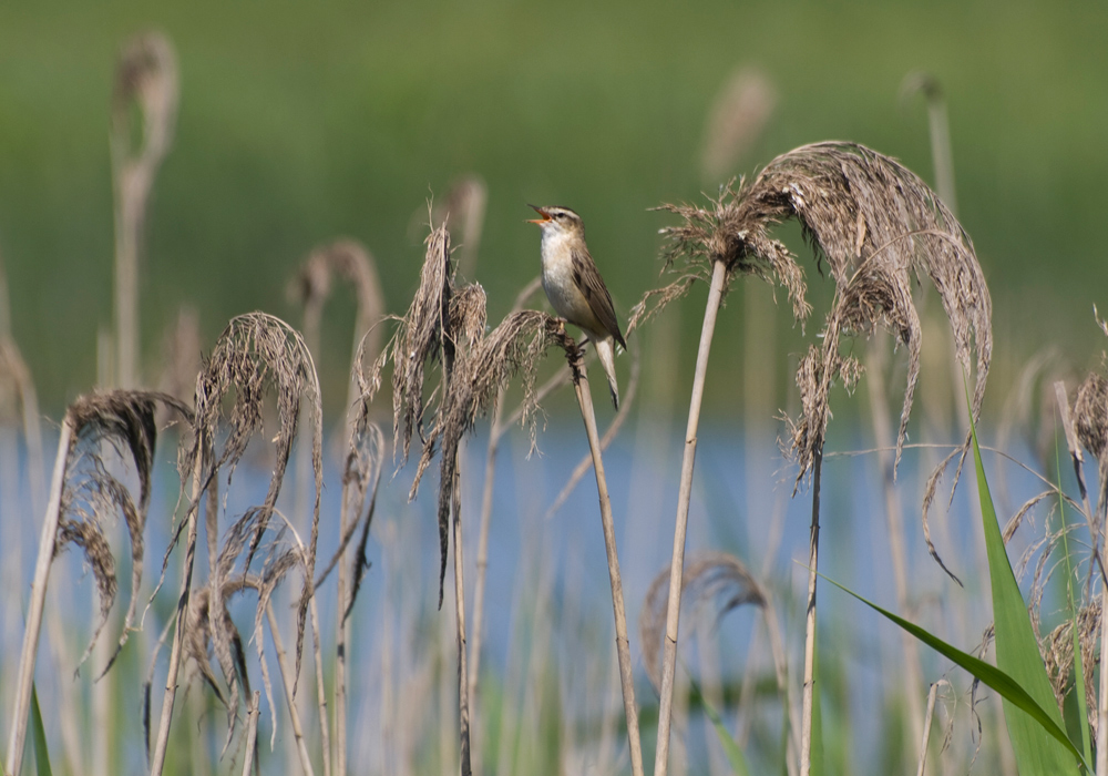 photo "***" tags: nature, wild animals