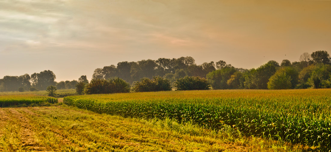 photo "The Cornfield" tags: landscape, summer, sunset