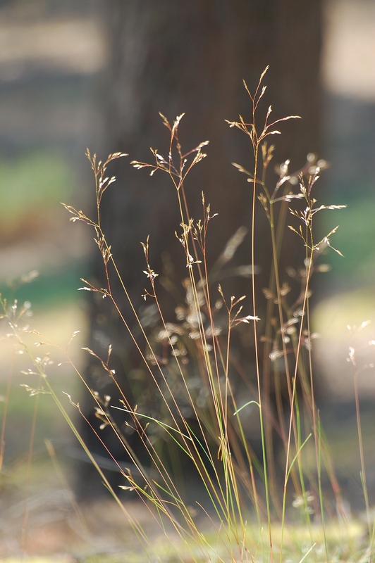 photo "***" tags: nature, flowers