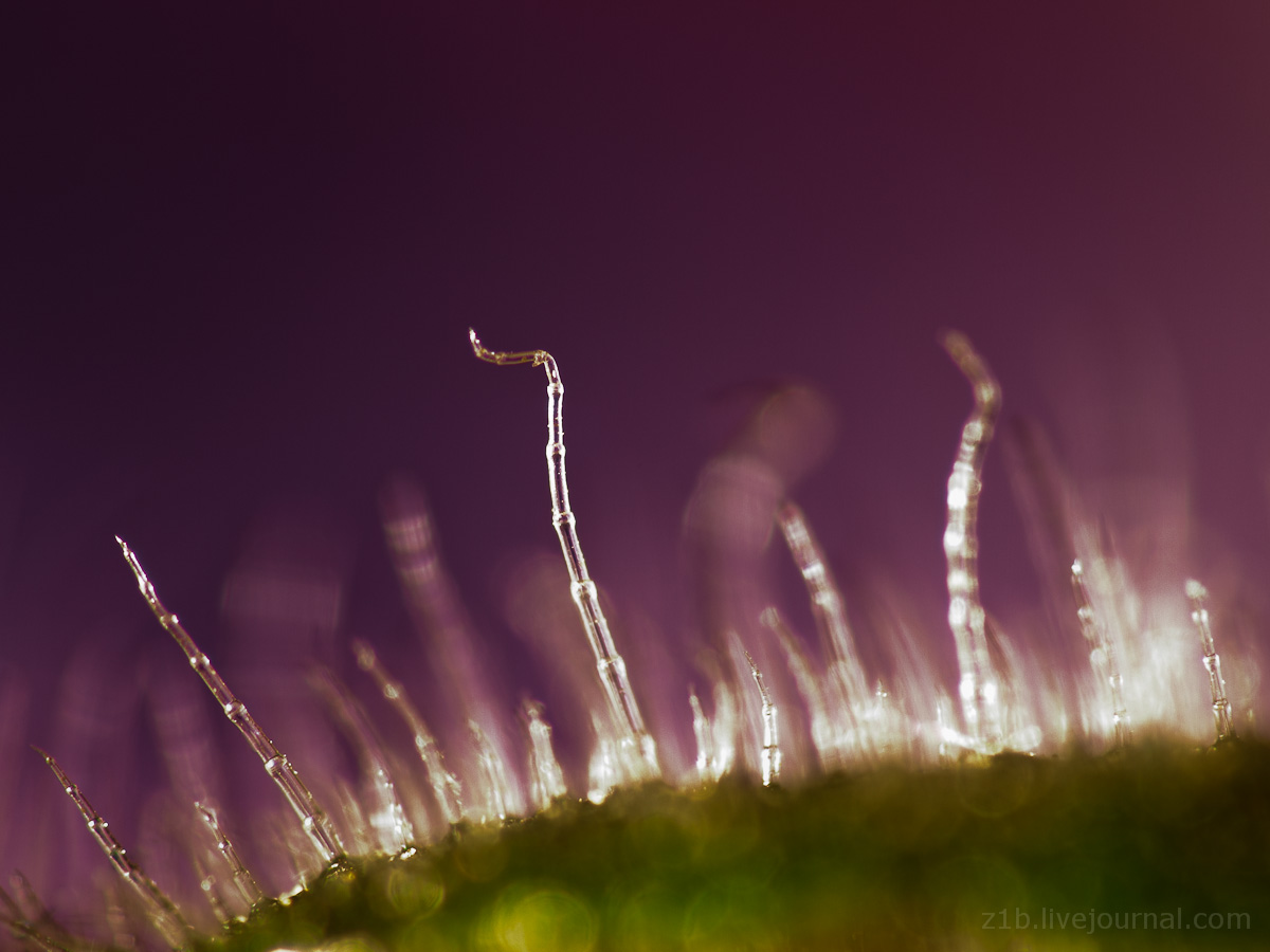 photo "***" tags: macro and close-up, nature, flowers