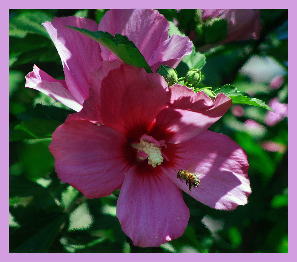 photo "***" tags: nature, flowers, insect