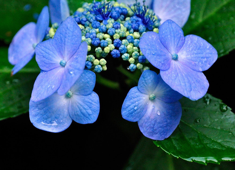 фото "Голубые бабочки....." метки: природа, цветы