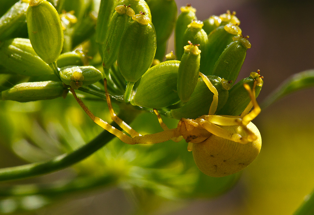 photo "***" tags: macro and close-up, 