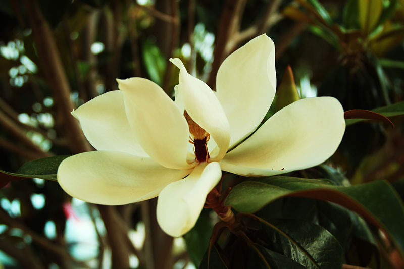 photo "Magnolia" tags: nature, flowers