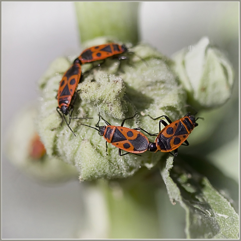 photo "***" tags: nature, macro and close-up, insect