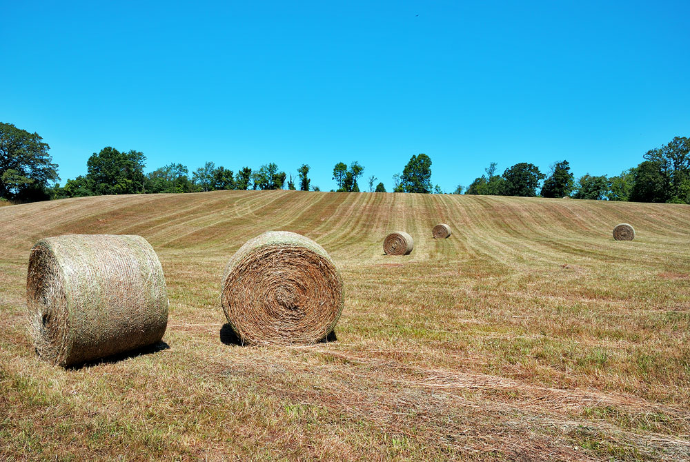 photo "***" tags: landscape, summer