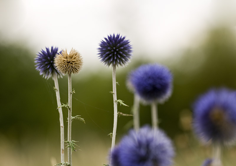 photo "***" tags: nature, reporting, flowers