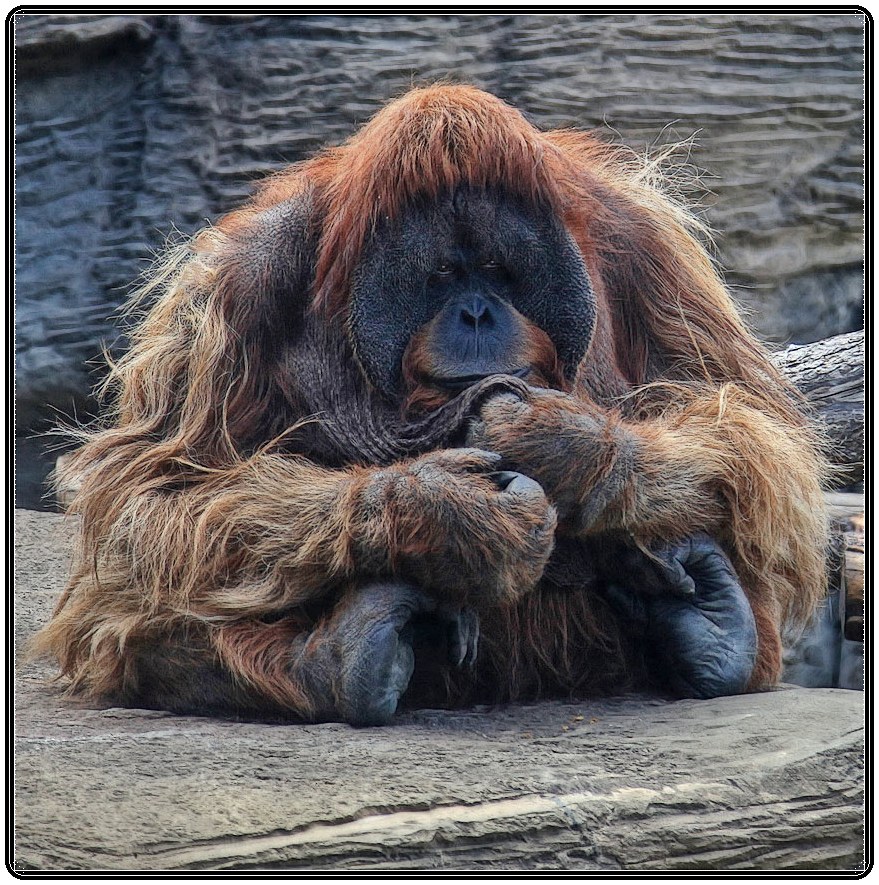 photo "Boss!" tags: portrait, nature, man, wild animals