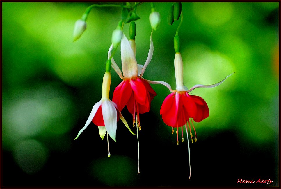 photo "fuchias" tags: nature, macro and close-up, flowers