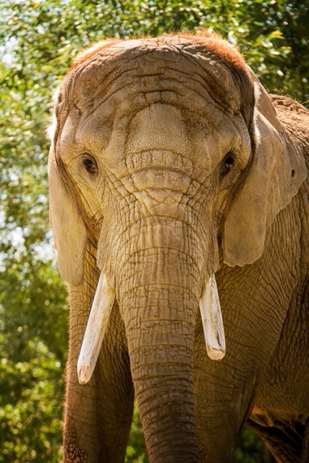 photo "Are you looking at me?" tags: nature, portrait, wild animals