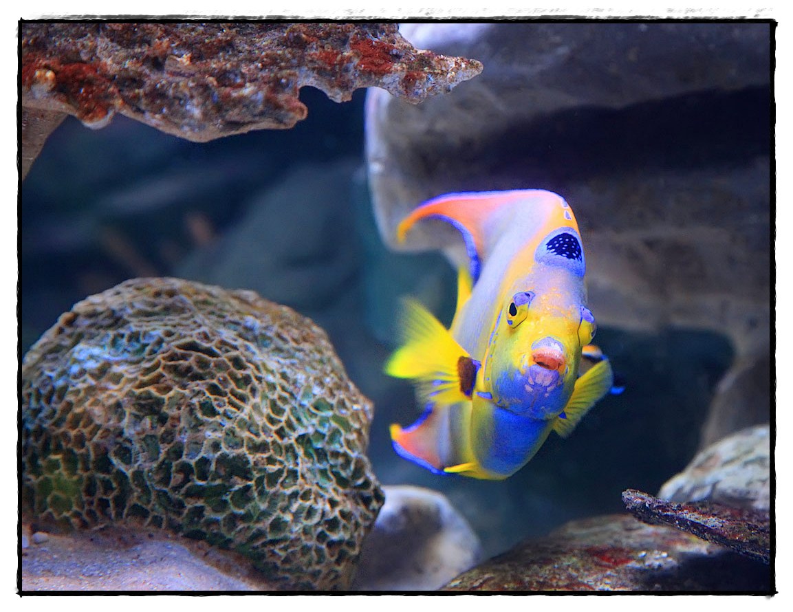 photo "fish" tags: nature, underwater, wild animals