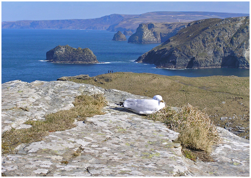 photo "Seagull, people, the sea..." tags: landscape, mountains, water