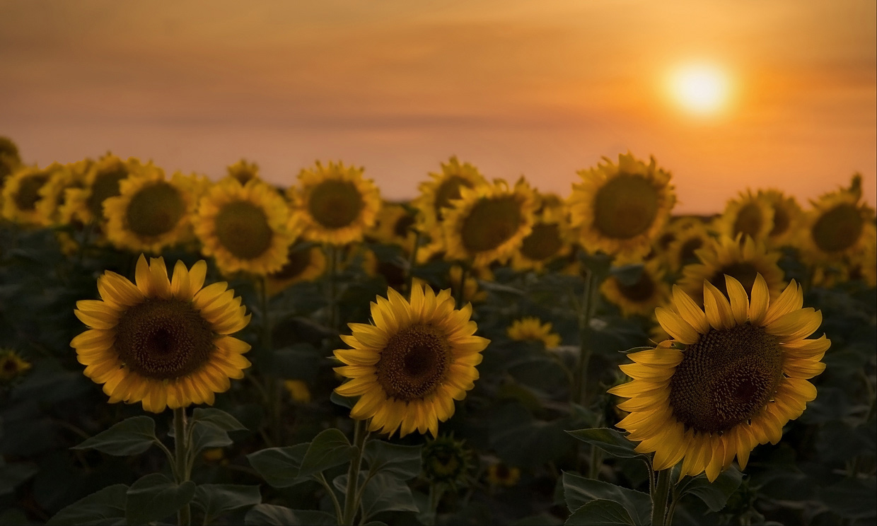 photo "***" tags: nature, flowers