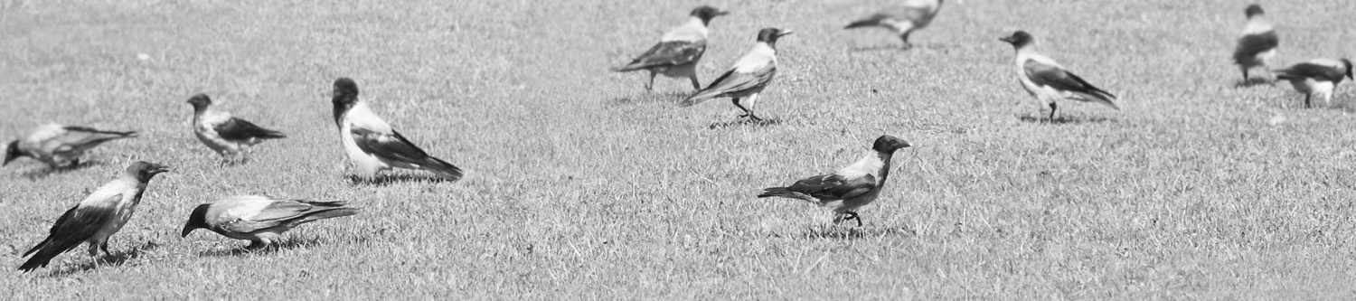 фото "crows on the ground" метки: черно-белые, природа, дикие животные