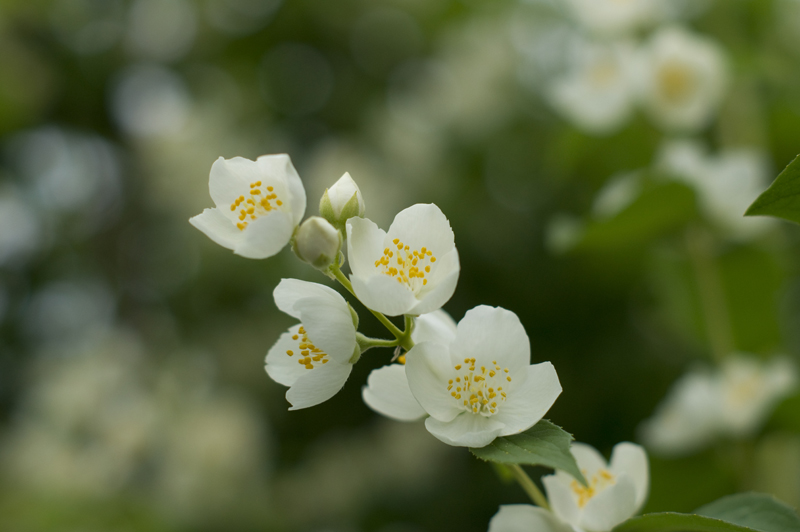 photo "***" tags: nature, flowers