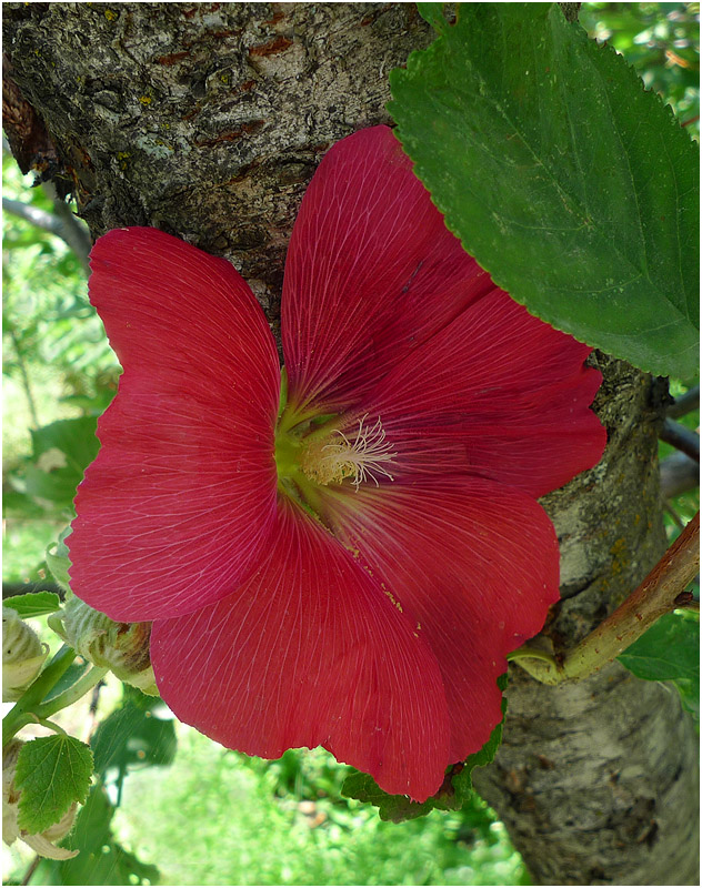 photo "Hiding from the sun" tags: nature, flowers