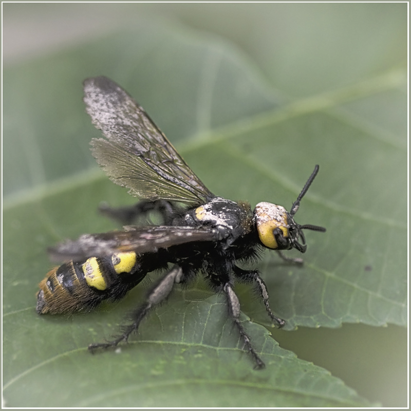 photo "***" tags: nature, macro and close-up, insect