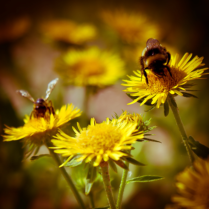 photo "Let's go! The winner take the flower!" tags: nature, macro and close-up, insect