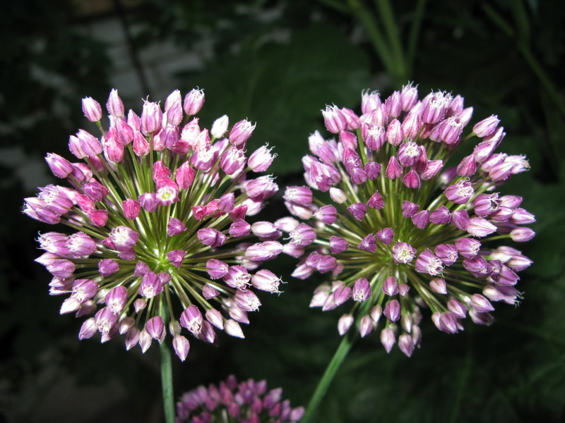 photo "***" tags: nature, flowers