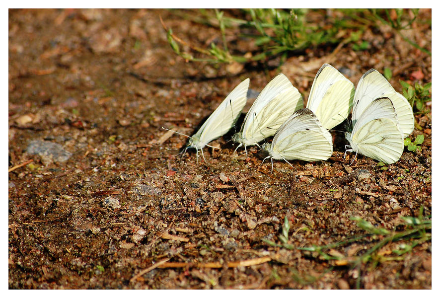 photo "***" tags: nature, insect