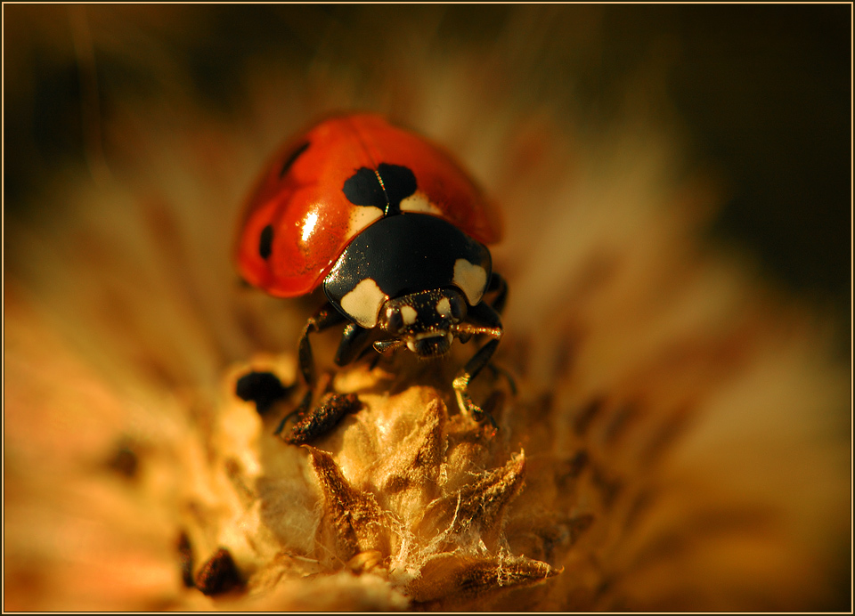 photo "***" tags: macro and close-up, 