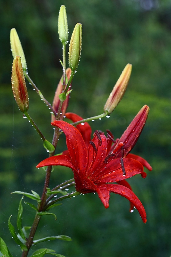 photo "***" tags: nature, flowers