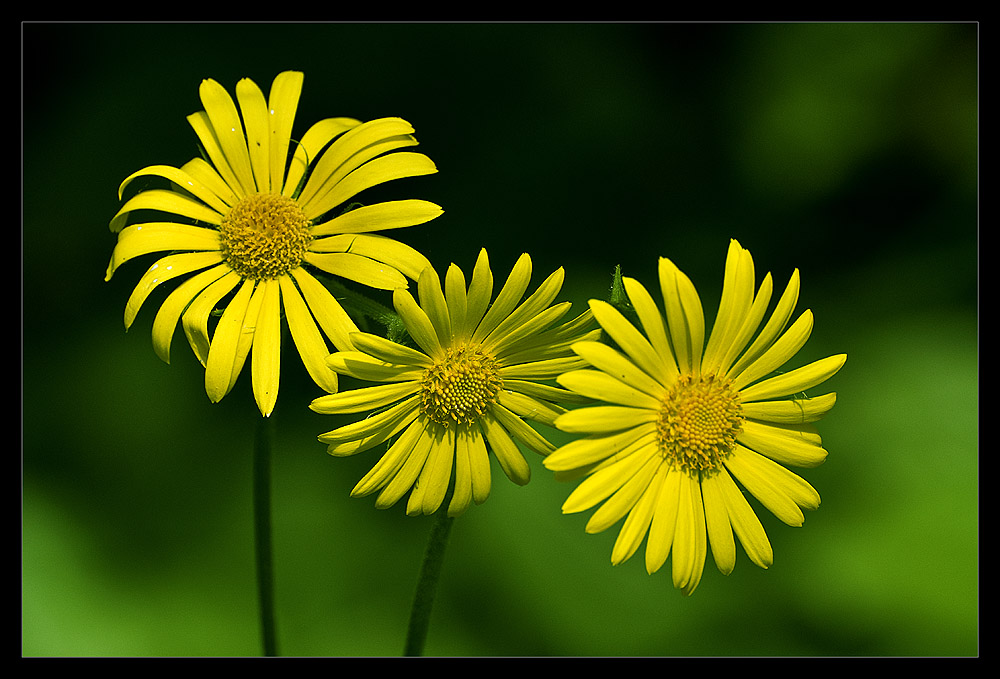 photo "Yellow" tags: nature, flowers