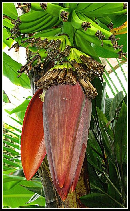 photo "Banana Flower opening." tags: nature, flowers