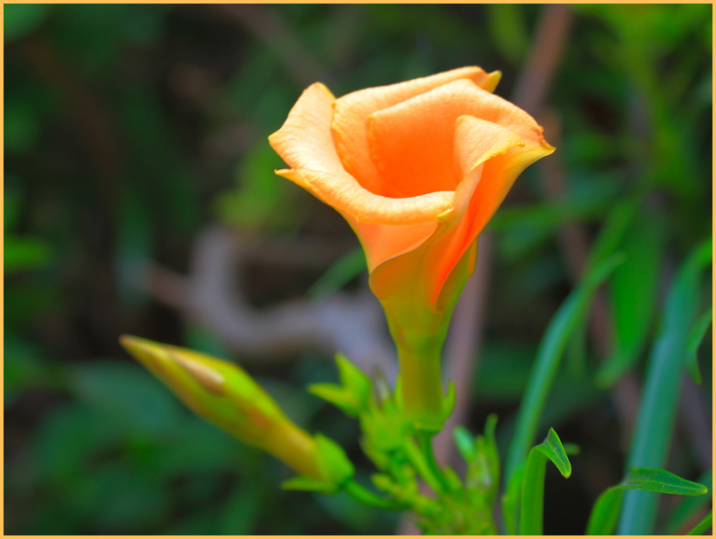 photo "***" tags: nature, flowers