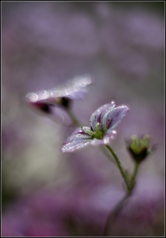 photo "***" tags: nature, flowers