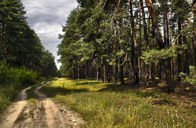 фото "Летний лес" метки: пейзаж, лес