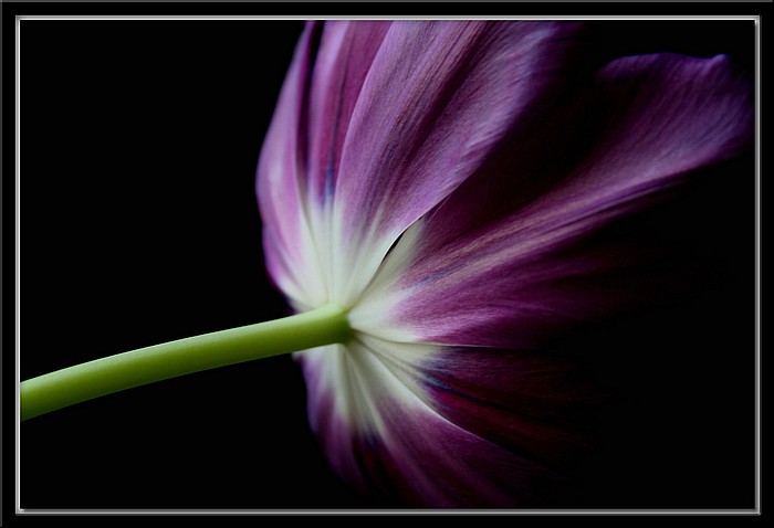 photo "Backup" tags: nature, macro and close-up, flowers