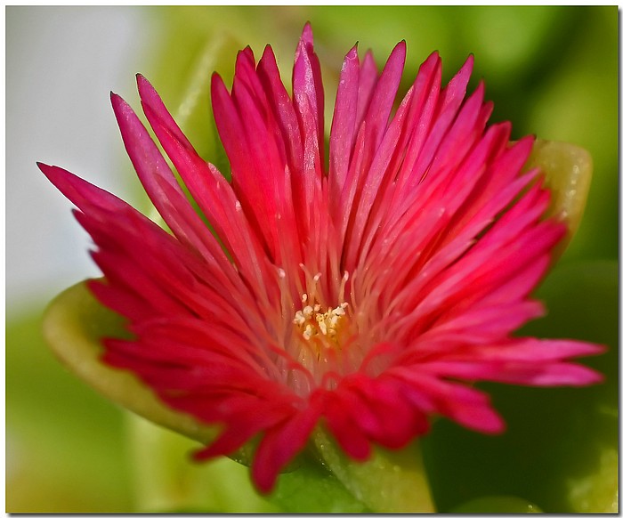 photo "Succulent Red" tags: nature, macro and close-up, flowers