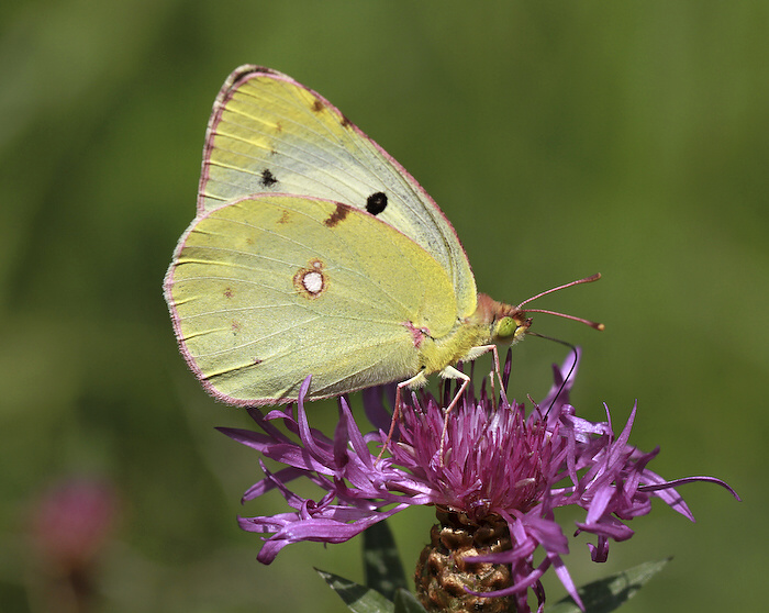 photo "***" tags: nature, insect