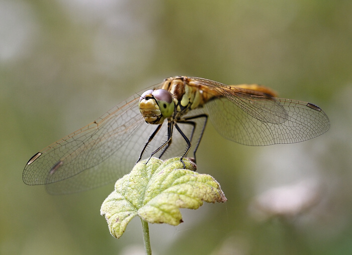 photo "***" tags: nature, insect