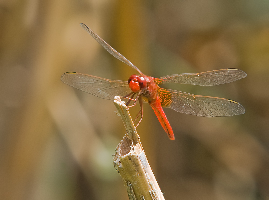 photo "***" tags: nature, insect