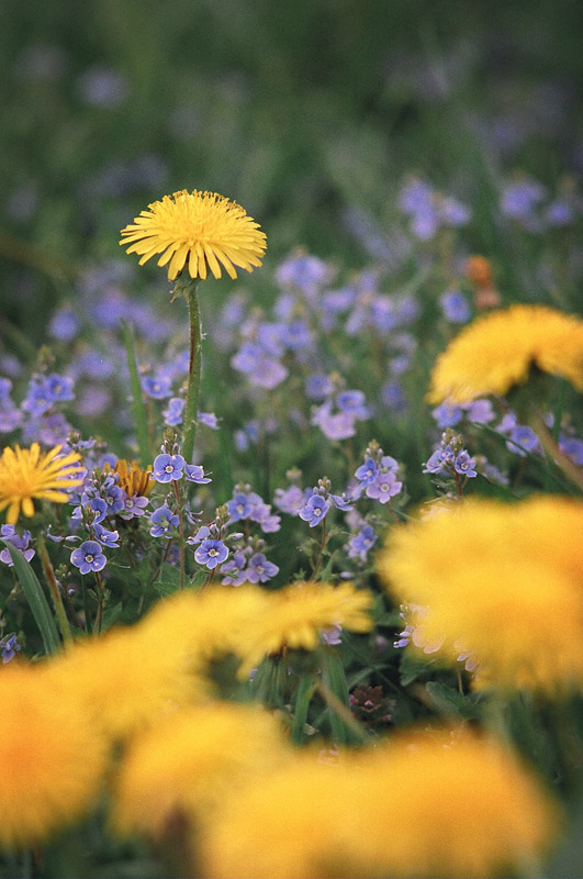 photo "***" tags: nature, flowers