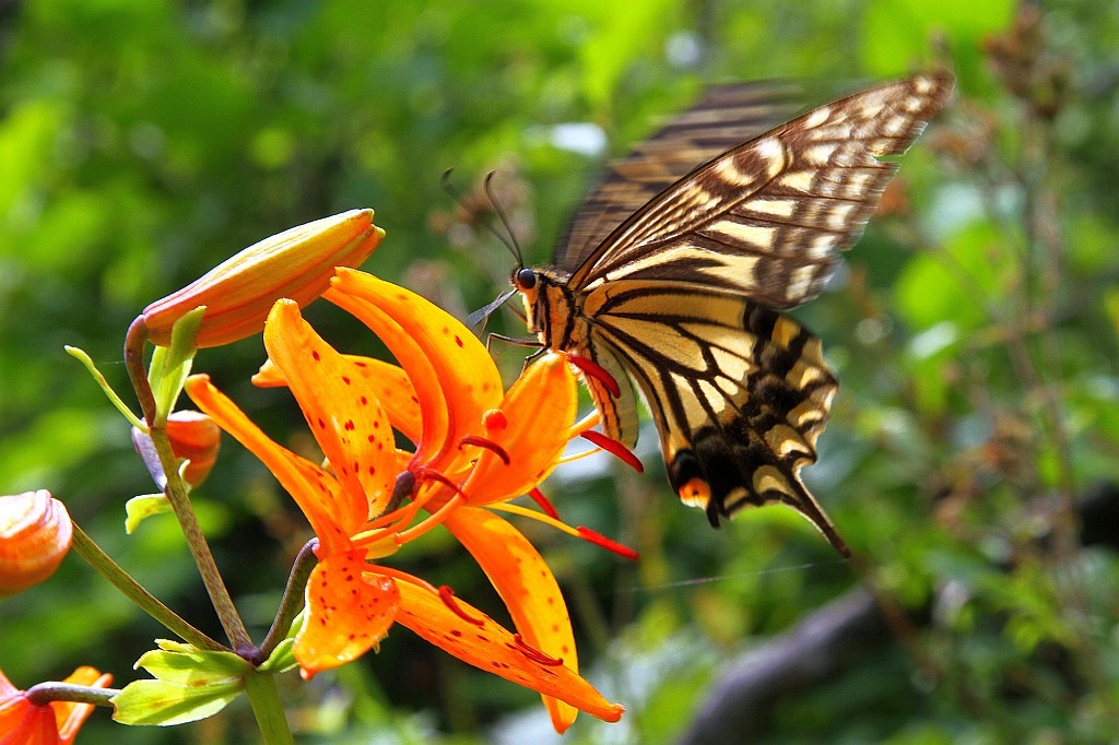 photo "***" tags: nature, insect