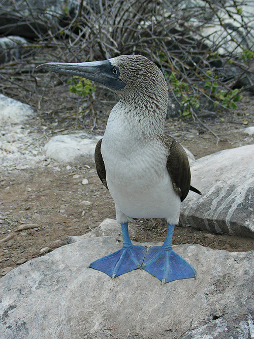 photo "Mr Bubbi" tags: travel, South America