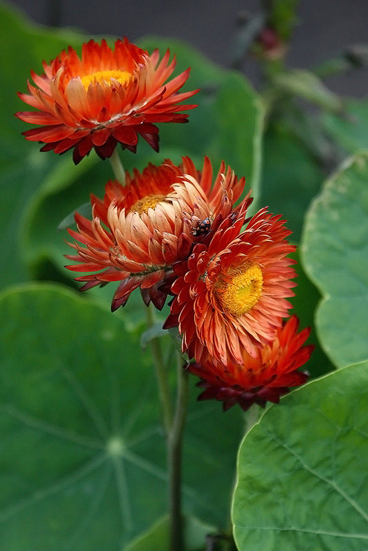 photo "***" tags: nature, flowers, insect