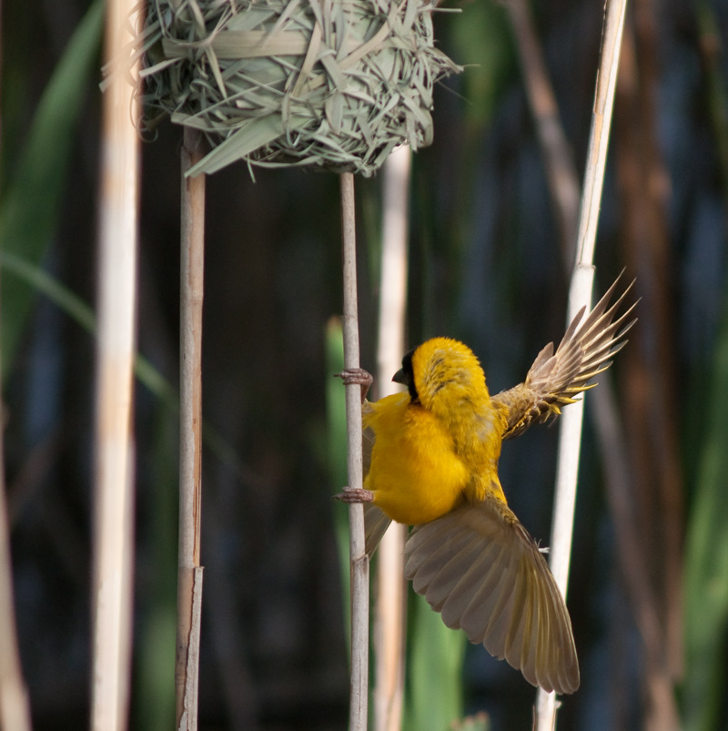 фото "WEAVER BIRD" метки: природа, пейзаж, вода, дикие животные